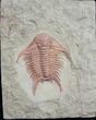 Brightly Colored Foulonia Trilobite - #9873-3